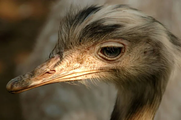 Strauß Vogel Tier Tierwelt — Stockfoto