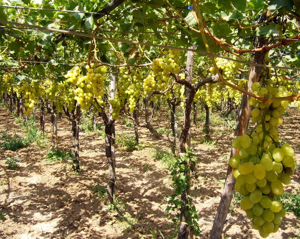 Wijngaard Landbouw Flora Het Platteland — Stockfoto