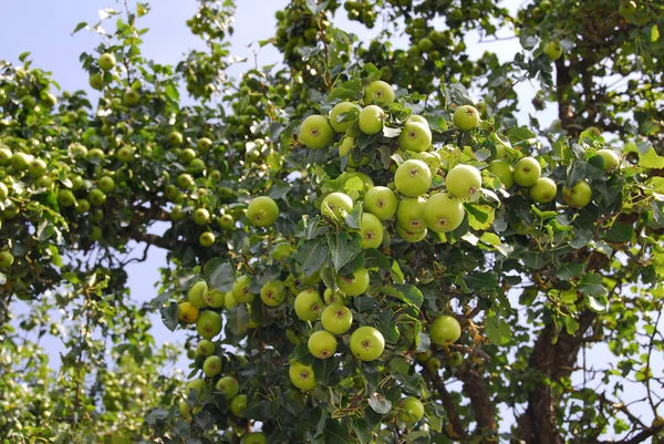 Fresh Ripe Apples Healthy Eating — Stock Photo, Image