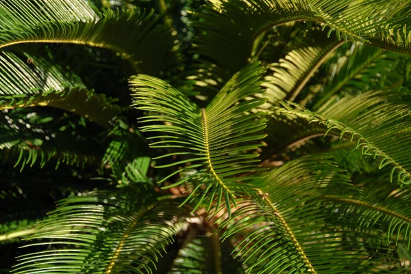 Groene Palmblad Bloemenbehang — Stockfoto