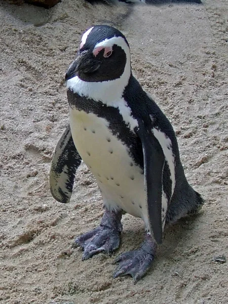 Pingviinien Siirtokunta Boulders Beachillä Etelä Afrikassa — kuvapankkivalokuva