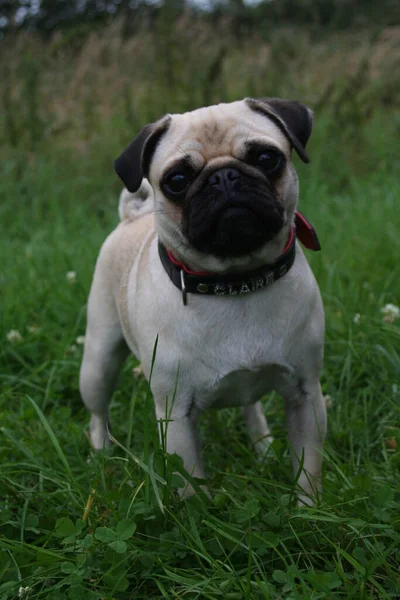 Şirin Bir Köpeğin Portresi — Stok fotoğraf