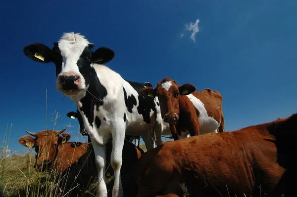 Mucche Nel Paesaggio Naturale Attenzione Selettiva — Foto Stock