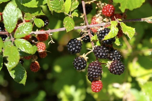 Naturskön Syn Jordbruket Selektiv Inriktning — Stockfoto