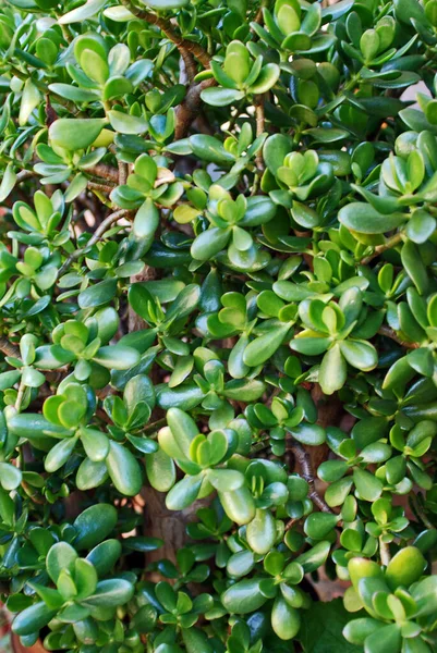 Vacker Botanisk Skott Naturliga Tapeter — Stockfoto