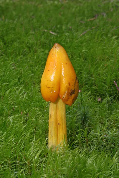 Champignons Groei Natuur Plantkunde Schimmel Flora — Stockfoto