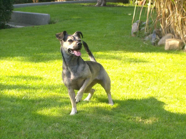 Portret Van Een Schattige Hond — Stockfoto