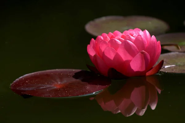 Closeup View Beautiful Water Lily — Stock Photo, Image