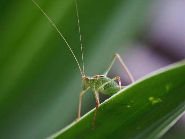 自然界における昆虫の密接な眺め — ストック写真