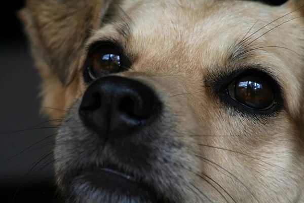 Que Meu Cão Última Coisa Para Mim Você Diz Que — Fotografia de Stock