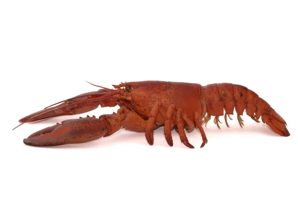 Lobster Sea Food Animal — Stock Photo, Image