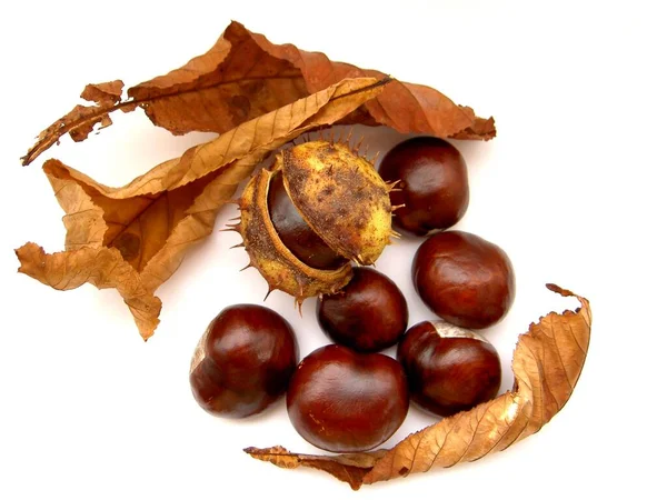 Herbstliche Atmosphäre Selektiver Fokus — Stockfoto