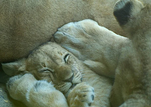 Ter Bescherming Van Ouders — Stockfoto