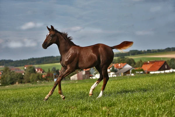 Horses Outdoors Daytime — Stock Photo, Image