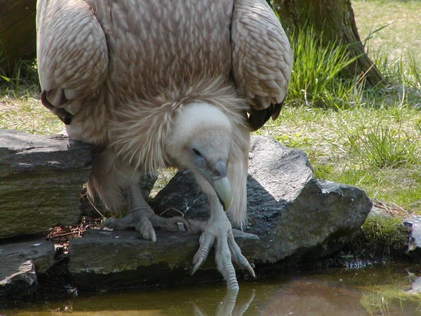 Vacker Utsikt Över Vacker Fågel Naturen — Stockfoto