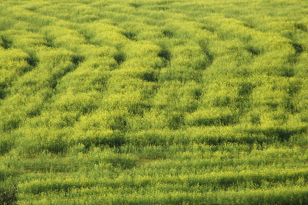 Festői Kilátás Mezőgazdaságra Szelektív Fókusz — Stock Fotó