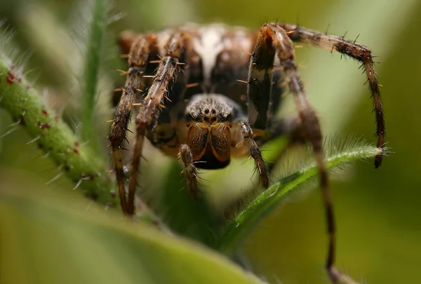 Tarantula Ijesztő Veszélyes Rovarok — Stock Fotó