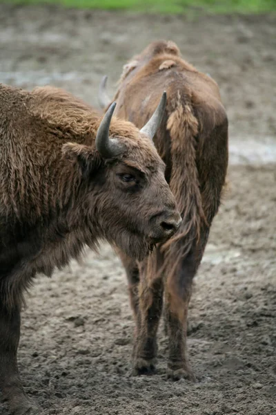 Detailní Záběr Zvířat Zoologické Zahradě — Stock fotografie