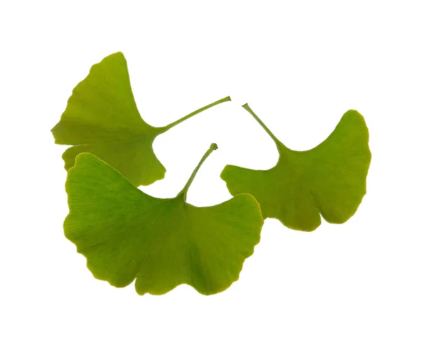 Ginkgo Levelei Lombozat — Stock Fotó