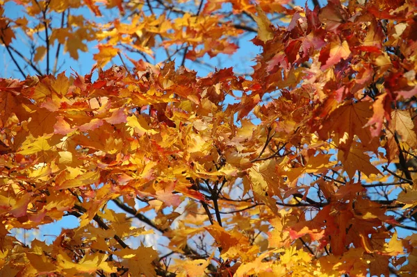 Hermoso Follaje Colorido Otoño —  Fotos de Stock