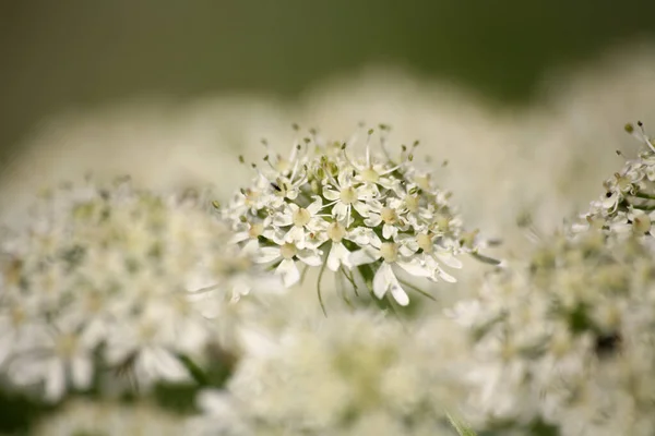 Parktaki Doğada Güzel Bahar Çiçekleri — Stok fotoğraf