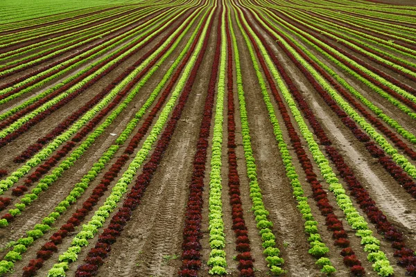 Puesto Que Tenemos Ensalada —  Fotos de Stock