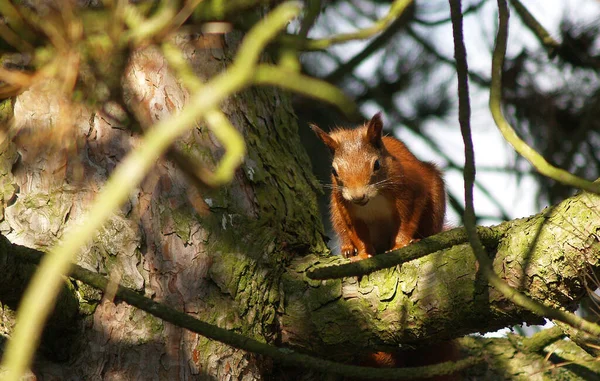 Eichhörnchen Flauschiges Nagetier — Stockfoto