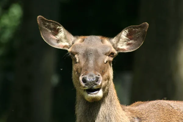 Verschillende Dieren Selectieve Focus — Stockfoto