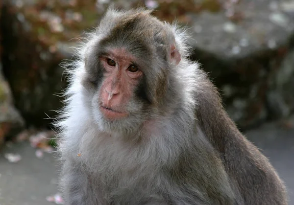 Primo Piano Degli Animali Allo Zoo — Foto Stock