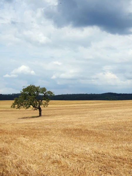 Campo Dorado Amarillo Con Árbol — Foto de Stock