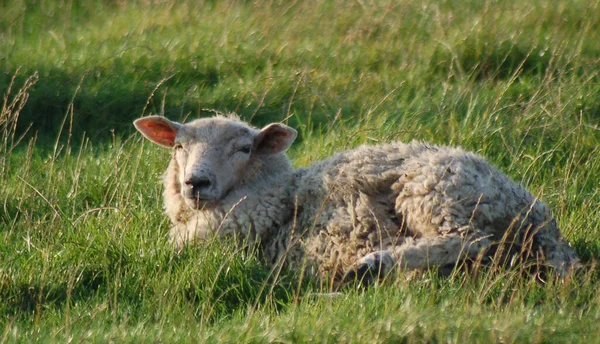 Aussichtsreicher Blick Auf Die Landwirtschaft Auf Dem Land — Stockfoto