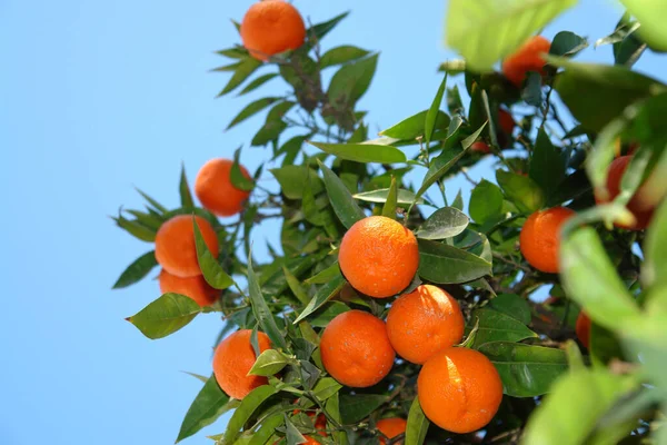 Tree Orange Citrus Fruits — Stock Photo, Image