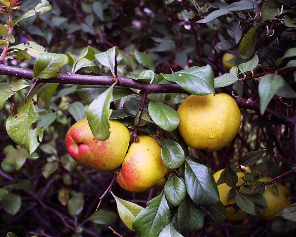 Спелые Яблоки Дереве — стоковое фото