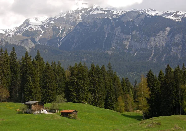 Весна Альпийском Пастбище — стоковое фото