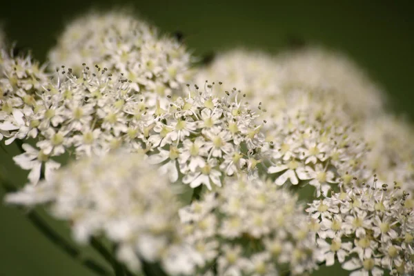 Белые Цветы Цветка Саду — стоковое фото
