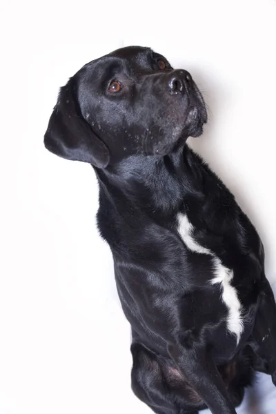Perro Negro Perro Negro —  Fotos de Stock