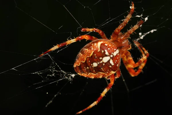 Σταυρωτή Αράχνη Ανατριχιαστικό Έντομο — Φωτογραφία Αρχείου