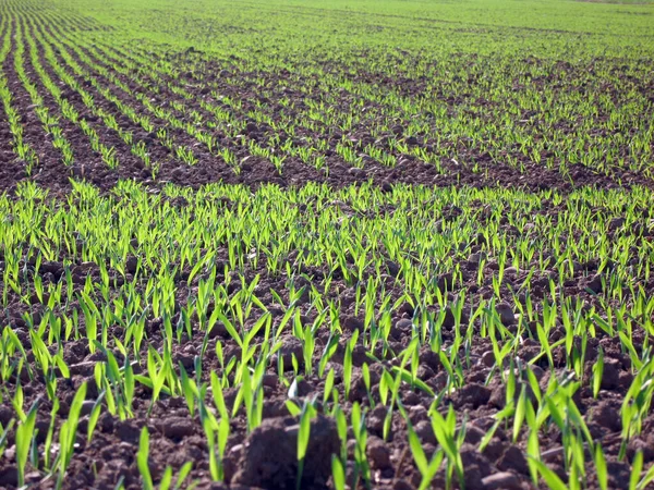 Landschapsbeeld Selectieve Focus — Stockfoto