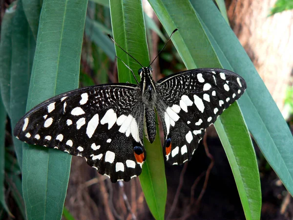Hirondelle Papillon Bel Insecte — Photo