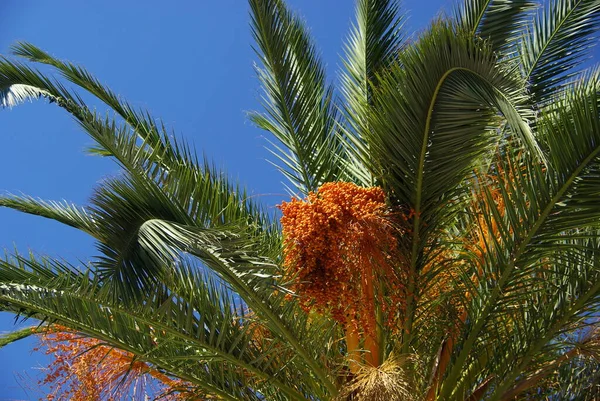 Palma Dattero Delle Canarie — Foto Stock