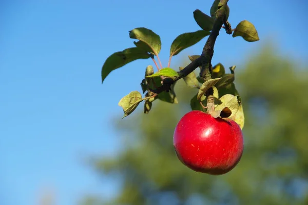 Apfelbaum Natur Pflanzt Zweige — Stockfoto