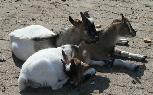 Cute Goat Daytime — стоковое фото