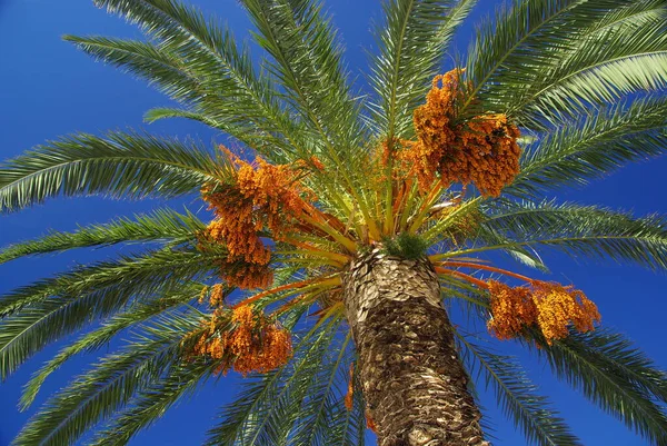 Canary Date Palm — Stock Photo, Image