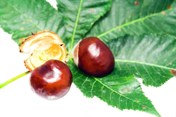 Mooi Botanisch Schot Natuurlijk Behang — Stockfoto