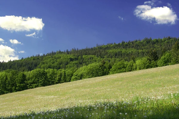 Äng Öppen Livsmiljö Eller Fält Vegeterad Gräs Örter Och Andra — Stockfoto