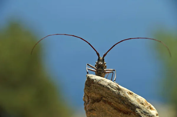 French Alien Observed Cote 039 Azur Wingspan Antennas Monster Approx — Stock Photo, Image