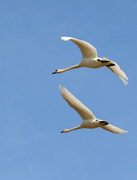 Vue Panoramique Cygne Majestueux Nature — Photo