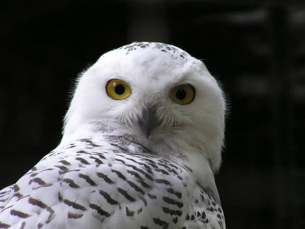 snow owl bird, white bird feathers