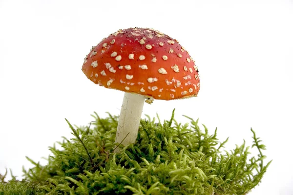 Close Zicht Vliegen Agaric Het Bos — Stockfoto