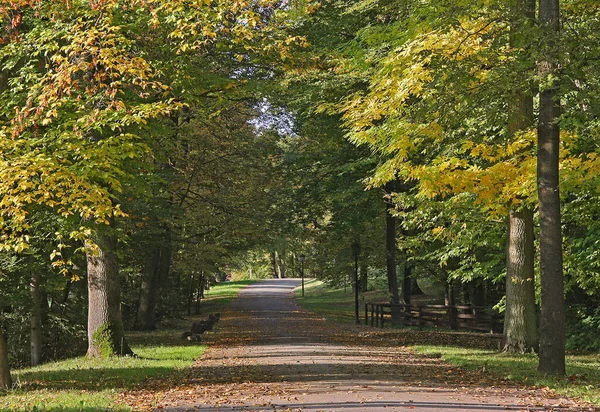 Bellissimo Fogliame Autunnale Nella Foresta — Foto Stock